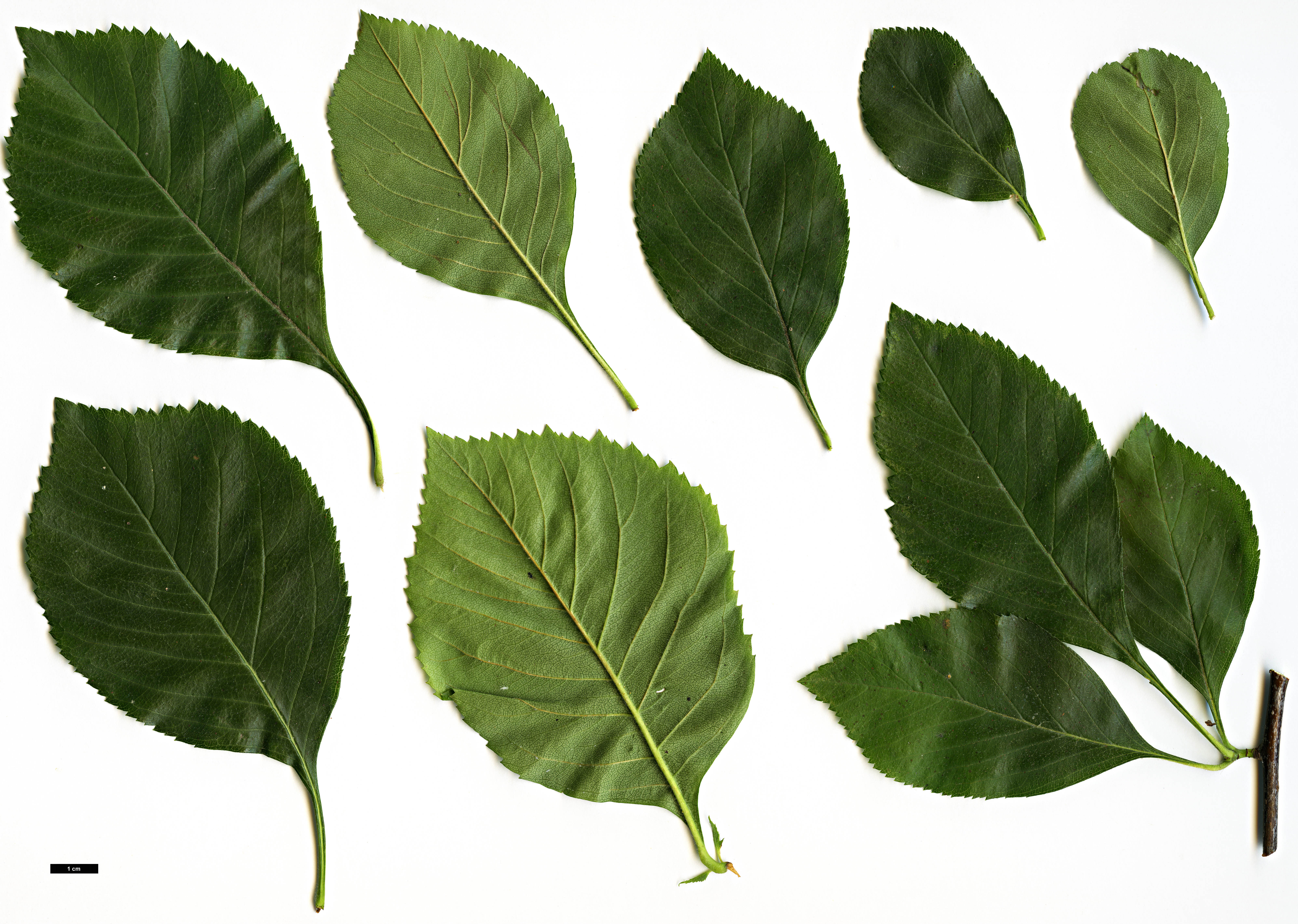 High resolution image: Family: Rosaceae - Genus: Crataegus - Taxon: ×simulata (C.calpodendron × C. crus-gallii)